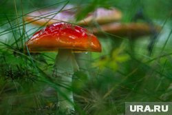 На грибные ретриты зовут всех желающих