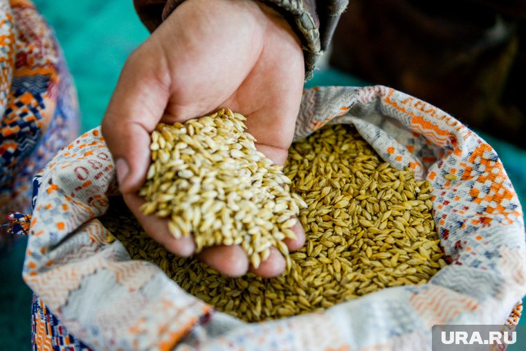 Челябинские ученые увеличили выход спирта из дефектной пшеницы 
