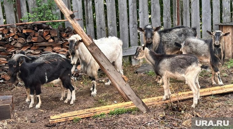 Шестерых козликов альпийской породы не могут найти две недели 