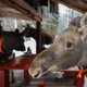 «Молоко доставляют из Москвы и Питера»: в Тюмени выхаживают лосят, оставшихся без мамы. Видео