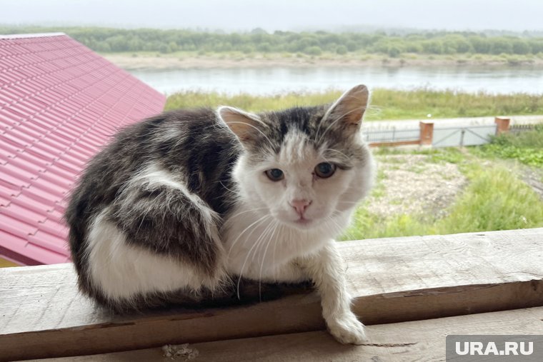 Кошки, как и люди, с возрастом начинают все чаще болеть