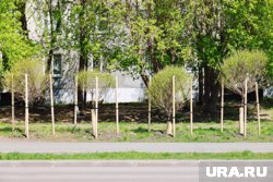 Уже прижившиеся ивы на курганском проспекте были не того размера