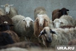 Автомобилям перегородило дорогу стадо баранов и овец