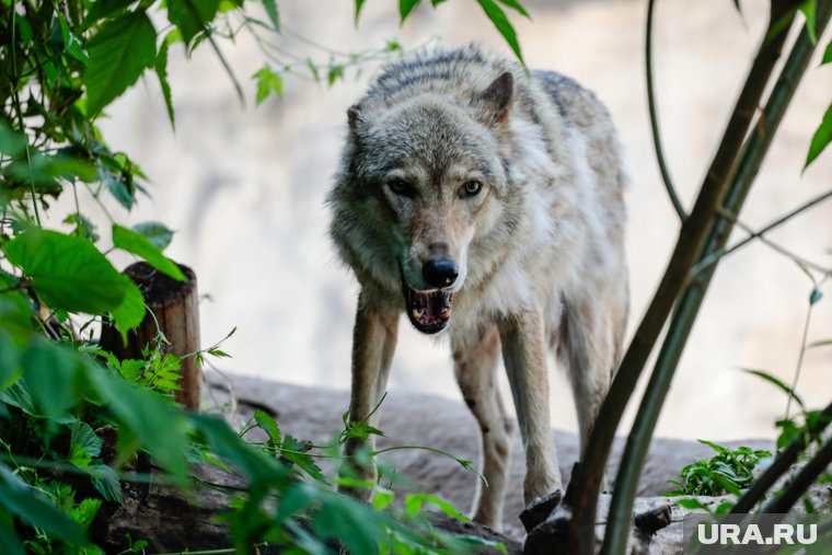 Волки появились в Курганской области