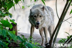 Волки появились в Курганской области