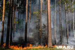 В Свердловской области обнаружено три лесных пожара