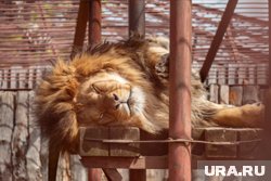 За транспортировкой животных следит природоохранная прокуратура
