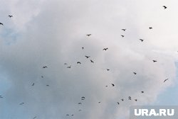 Заболевание в регион могут принести перелетные птицы