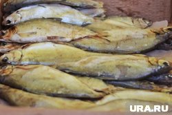 На пелядь губительно действует неводной промысел