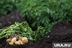 Для выращивания на дачном участке чаще всего выбирают скороспелые сорта, чтобы получить первый урожай как можно раньше.