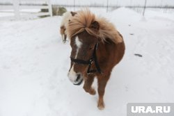 В тюменских скверах и парках снова появились коневоды