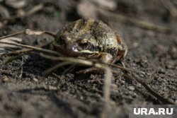 Экоактивистка организовала организовала «Жабьи патрули»