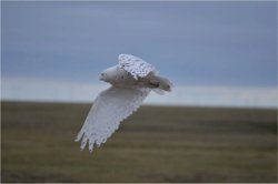 Одна из обитательниц Урала - белая сова