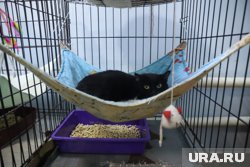 Приют продолжает поиски недвижимости для приобретения в собственность