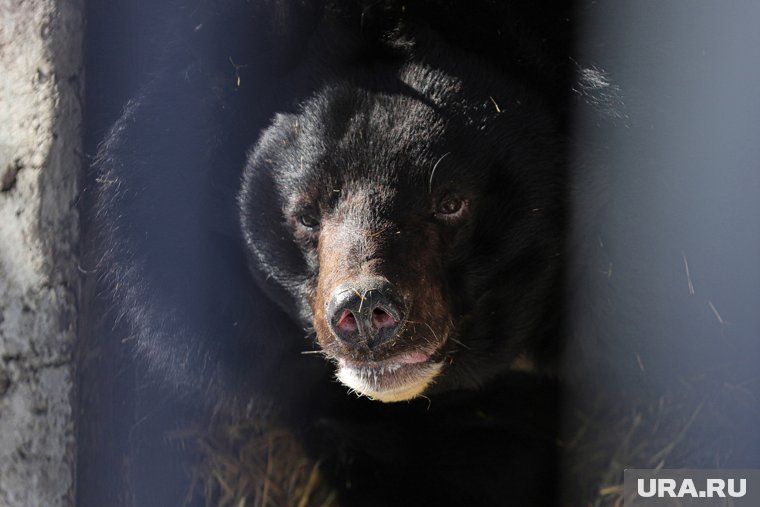 Силовики заметили медведя с помощью спецтехники