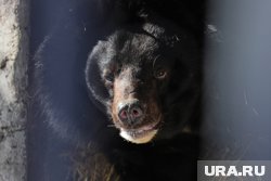 Рядом с пропавшими в свердловском лесу детьми бродил медведь