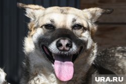 За переездом животных наблюдает ветврач