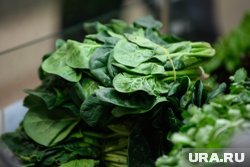 Зелень была заражена повиликом