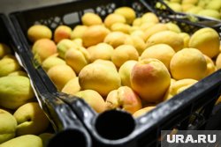 Солодов купил 27 килограммов подгнивших абрикосов