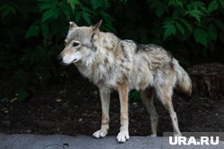 По словам ямальца, волка гоняли собаки