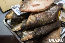 В Курганской области карась остается одним из самых популярных видов рыб