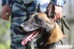 Собаки помогают находить взрывчатку и задерживать преступников