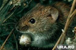 Грызуны активизируются, когда ударяют морозы и выпадает снег