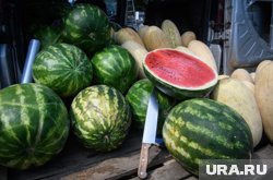 Уличные торговцы предлагают арбузы по 52 рубля за килограмм