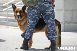 Кинологи отмечают свой праздник 21 июня