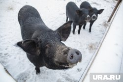 Свиньи в поселке Богандинском толкаются, воруют еду и ведут себя неприлично