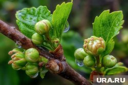 Пораженные клещем ягоды смородины превращают в застывшие качаны