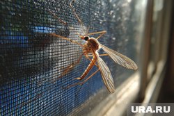 Если из-за укуса комара началось сильное покраснение, отек и нестерпимый зуд, то лучше отправиться в больницу