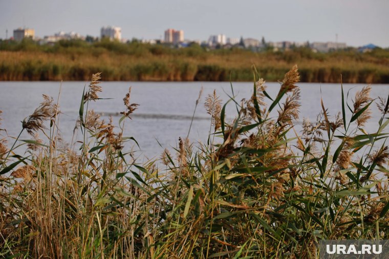 Власти Кургана планируют продать землю возле озера Левашово под КРТ