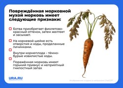 В борьбе с морковной мухой поможет лук