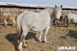 Лошадиная ферма с опасными отходами находится в Варгашинском округе (архивное фото)