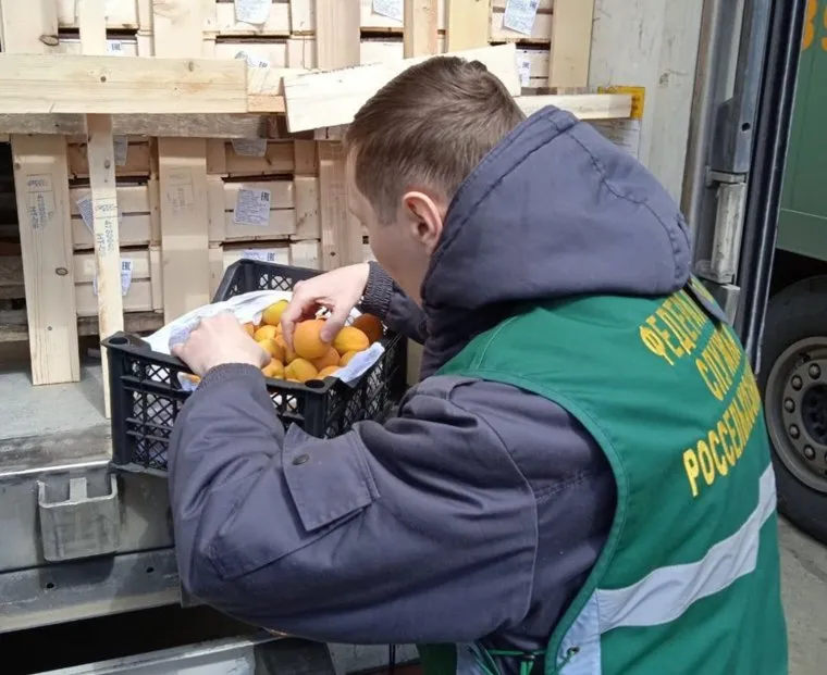 Растительную продукцию перед отправкой в продажу проверили специалисты Россельхознадзора