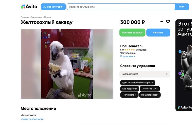 Попугая продают на популярной интернет-площадке объявлений 