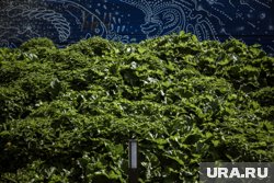 Застройщики акцентируют внимание на озеленении территории
