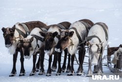 Оленьи упряжки приняли участие в Параде Победы в Яр-Сале