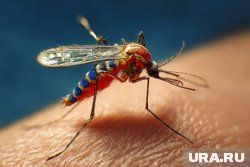 Агроном Яковлев поделился эффективными методами борьбы с комарами 