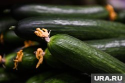 Чтобы определить, насколько богатый окажется урожай огурцов в году, достаточно взглянуть на прогноз погоды