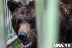 Медведя увидели возле остановки