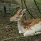 Сафари-парк и взлетная полоса: что будет в новых туристических комплексах, которые построят в Тюмени 