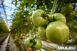 В сельском хозяйстве США начались увольнения иностранцев 