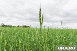Аграрии увеличили посевы озимых 