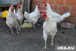 Отправитель из Казахстана намеревался доставить в Россию 20 тонн куриных лапок