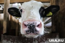 Молочные фермы стали привлекательными для серьезных инвестиций