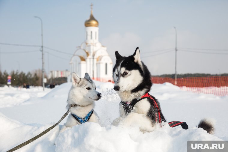 Дружелюбные хаски ждут курганских детей в гости