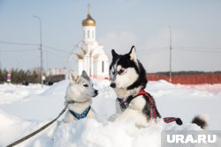 Дружелюбные хаски ждут курганских детей в гости