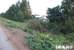 Метеорологи просят пермяков при грозе не прятаться под деревьями — это опасно (архивное фото)